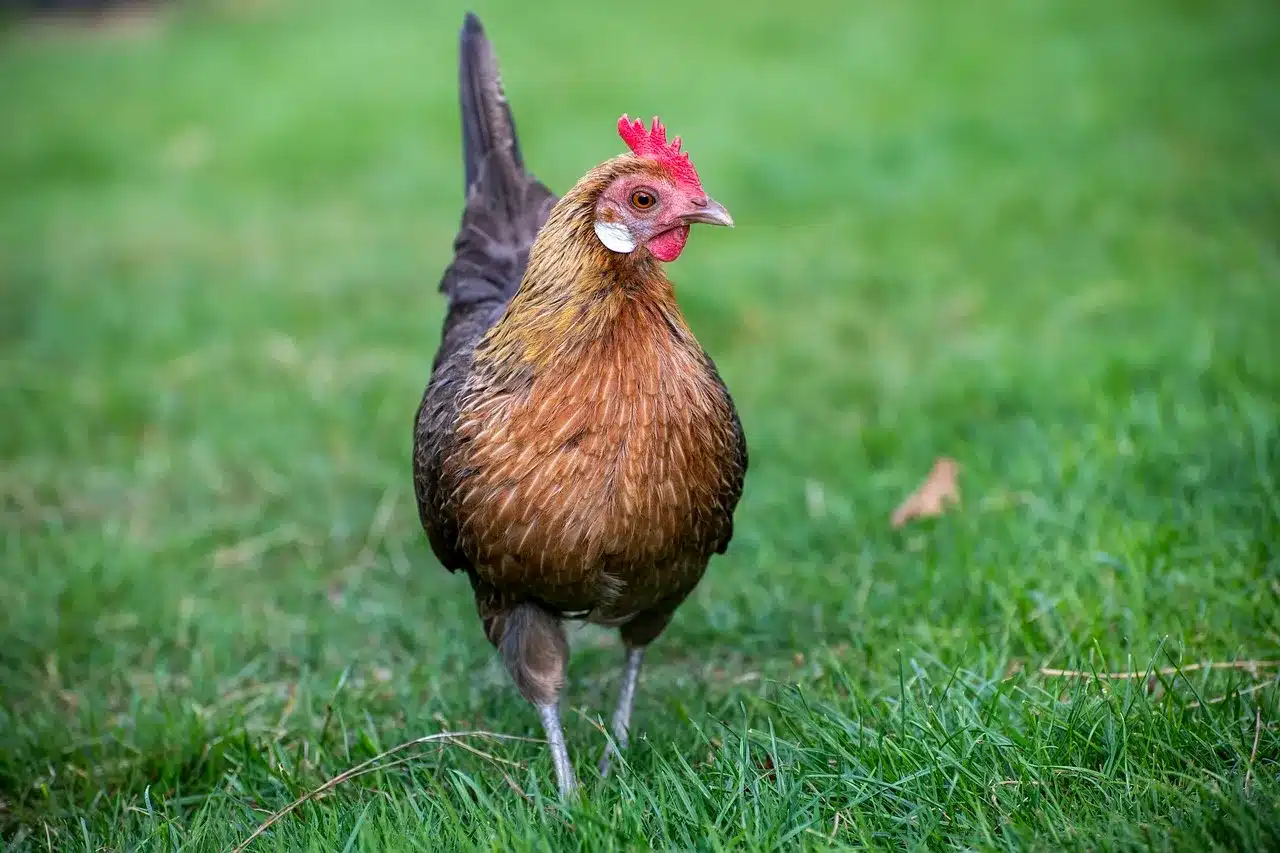 bantam chicken