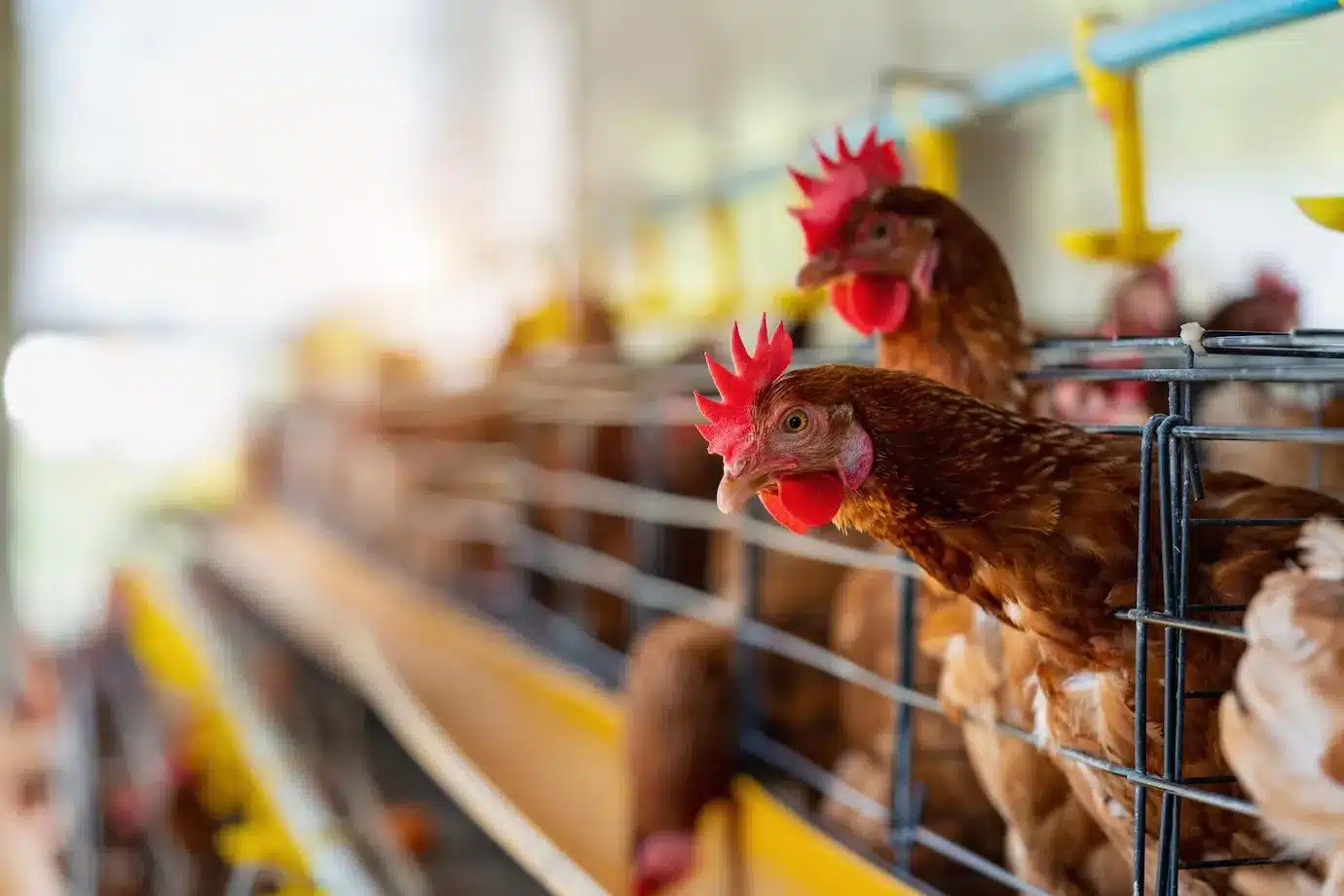 Broiler chicken