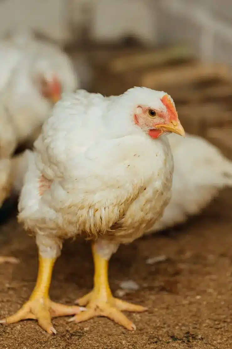 close-up chicken in pen
