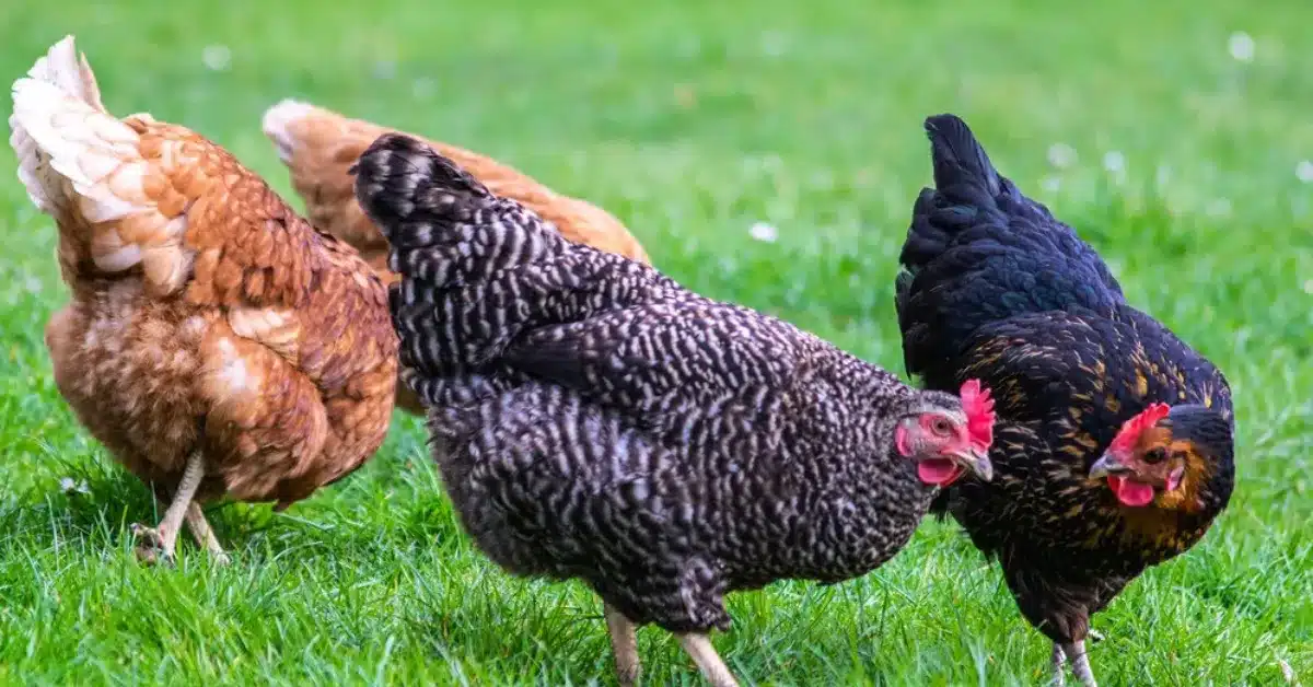 A group of chickens of different breeds