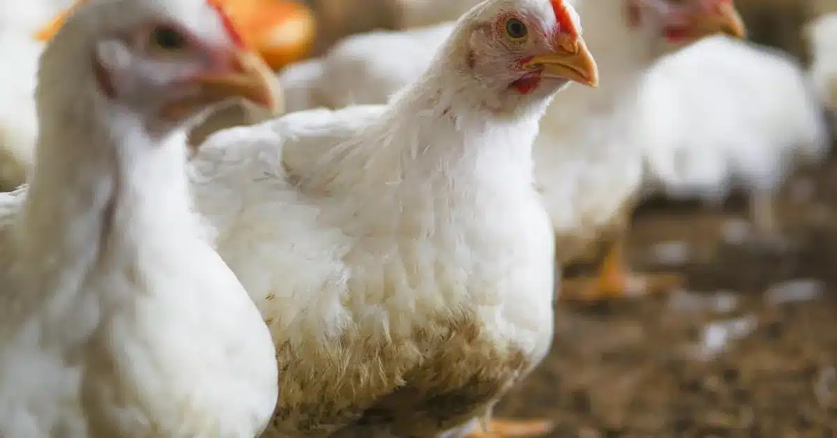 White young chicken in a farm